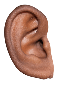 An ear